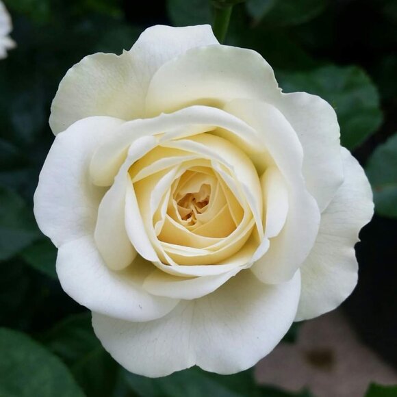 Patricia Nash - "Violetti" Tote - Picture 5 of 5